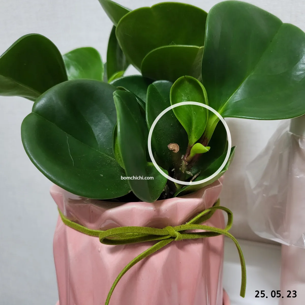 25년 5월 23일자 청페페 사진 (새 잎이 커짐)