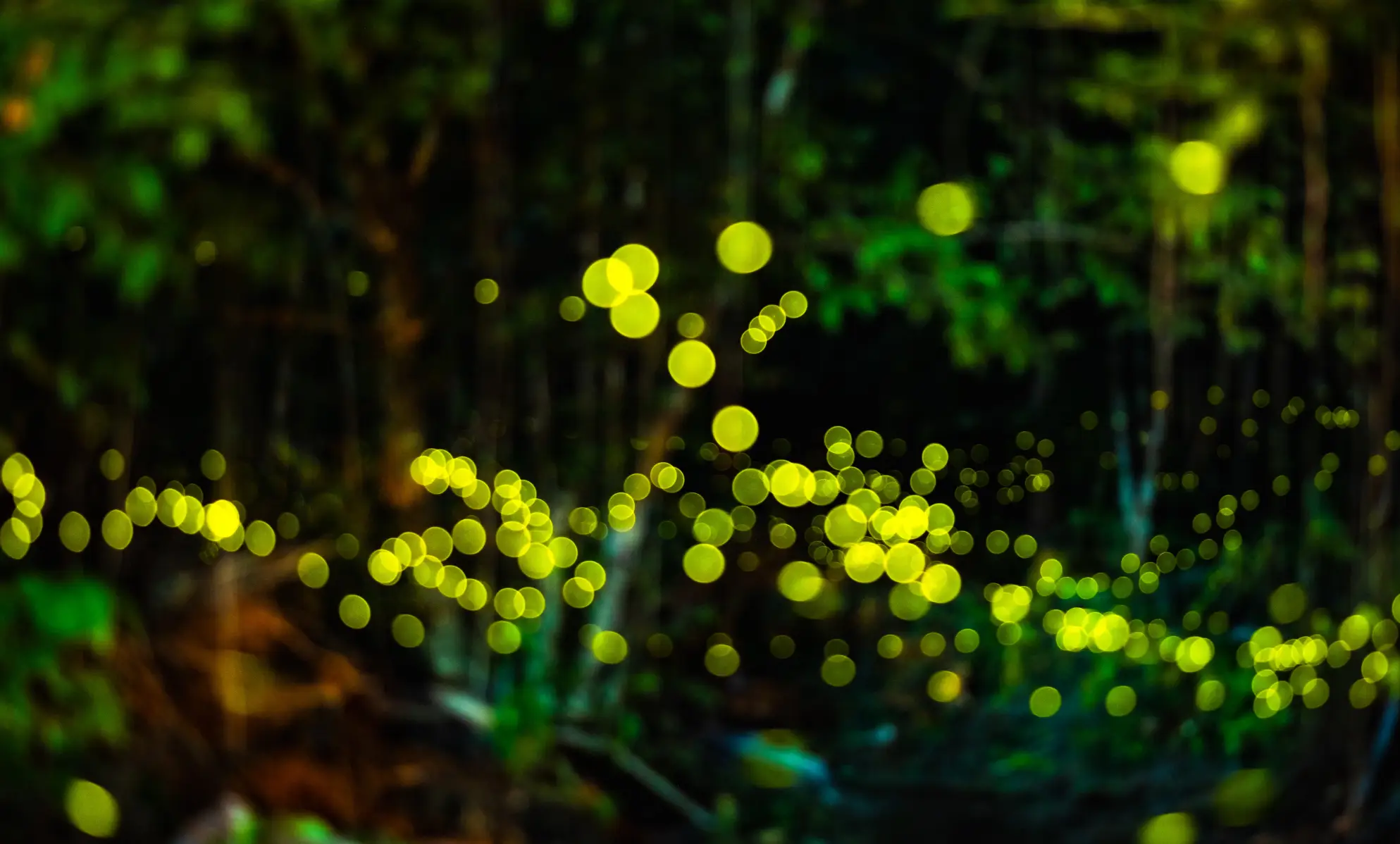 어두운-밤-빛나는-반딧불