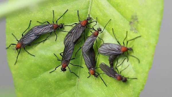 러브버그 퇴치방법