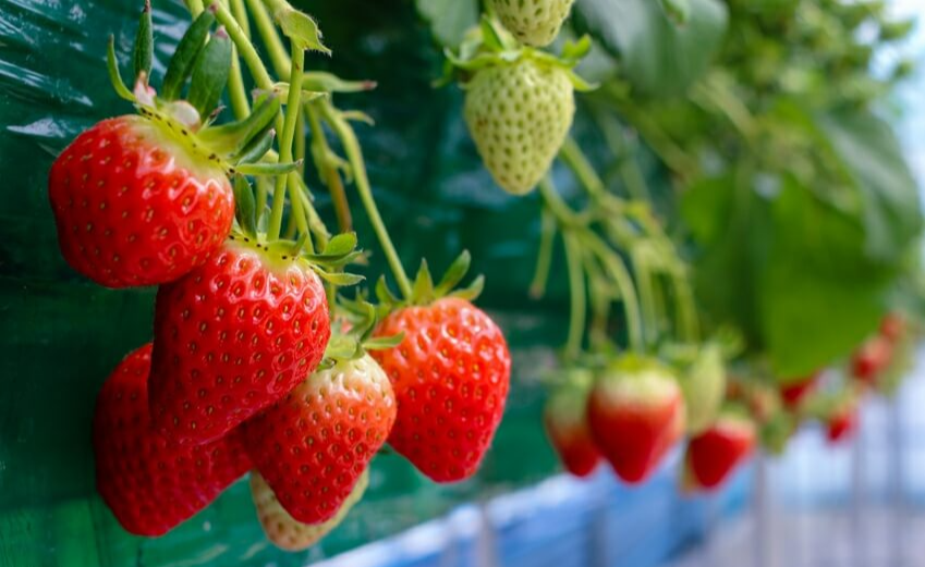 봄제철 과일 종류와 효능 BEST5