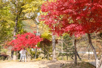 경북 주왕산 단풍