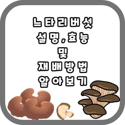 느타리버섯 효능