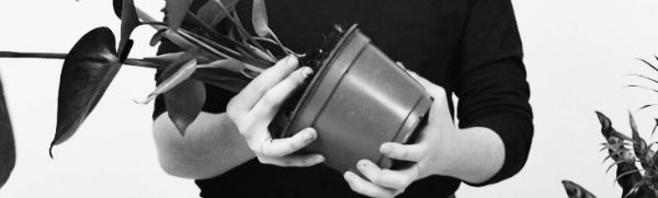 뿌리 자르기 언제?