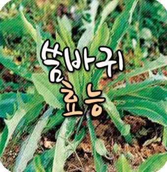 씀바귀 고들빼기 차이점 효능 비교_15