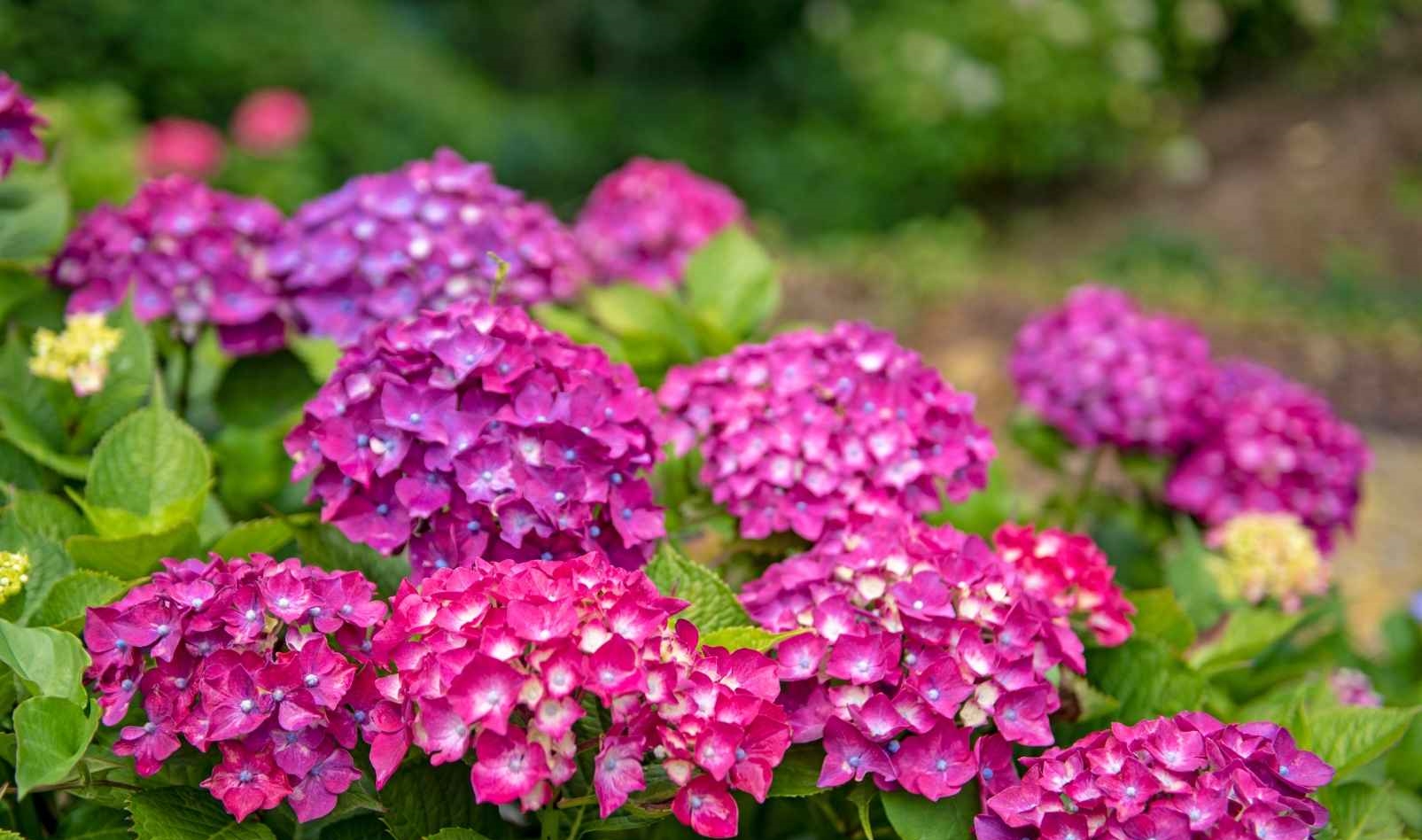 수국꽃 문화축제