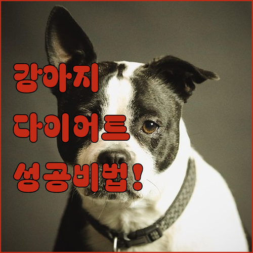 우리 강아지 체중 감량 플랜과 저칼로..