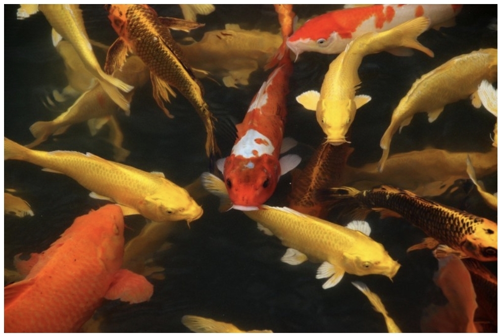 노란-잉어들이-헤엄치는-모습