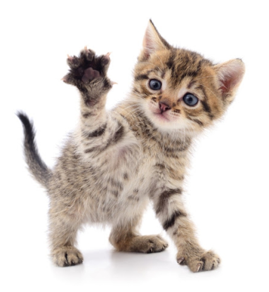 고양이가 싫어하는 냄새