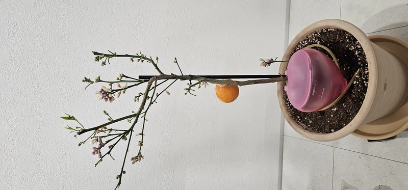 오렌지나무-영양공급