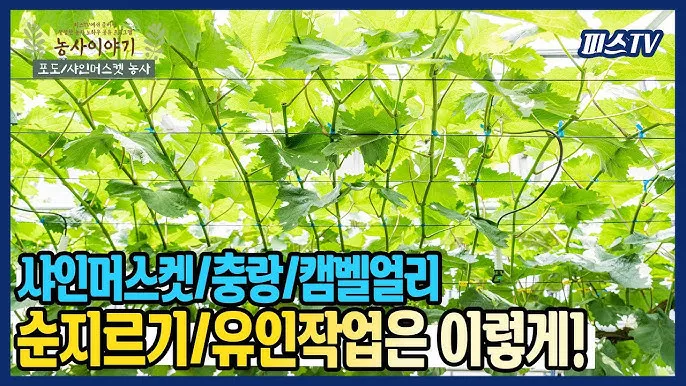 작물 순지르기 유인 기본 토마토 오이 가지 고추 수형관리_2