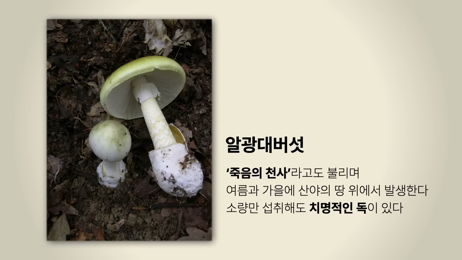 세바시 1992회 윤홍균 강연 &mdash; 알광대버섯 죽음의 천사 슬라이드