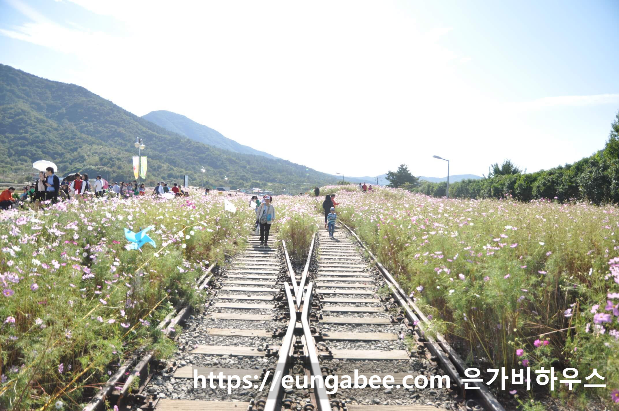 하동 북천 코스모스 축제