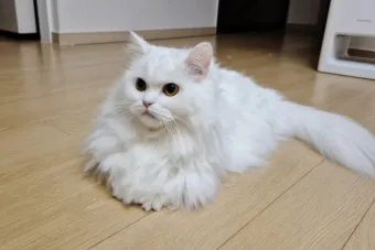 페르시안 고양이 유전병_9