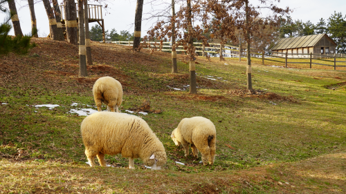 전북 고창 숙박 상하농원 파머스 빌리지 패밀리룸 조식