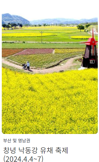 창년 낙동강 유채 축제