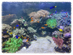 두바이 아쿠아리움 &amp; 언더워터 주