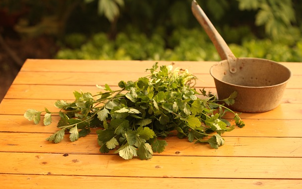 고대 사하라 이남 아프리카 부족들의 주술적 치료와 허브 요법