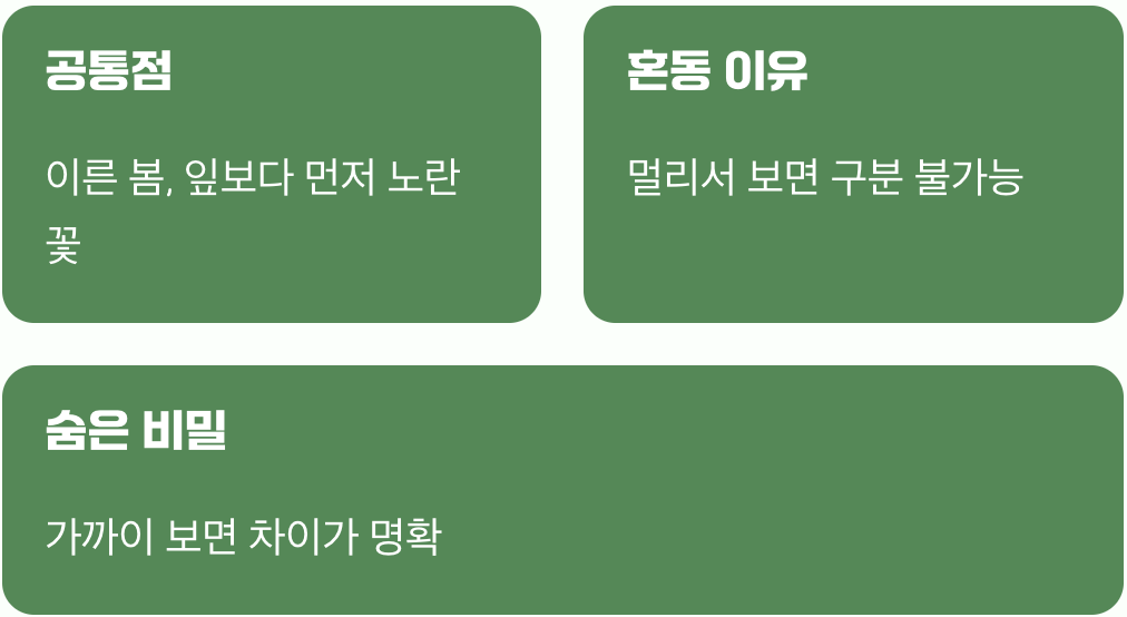 봄의 시작을 알리는 반가운 착각