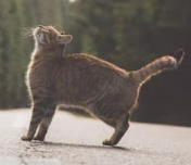 강아지과 동물과 고양이과 동물들의 차이점4