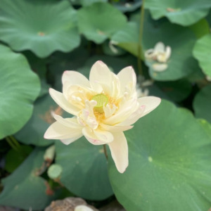 세미원 연꽃문화제