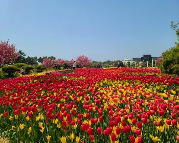 태안 튤립축제_4