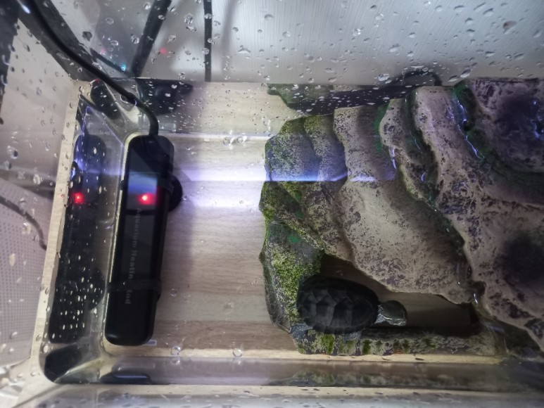 반수생 거북이 키우기_커먼머스크 터틀 (가격, 수명, 먹이, 집 청소)