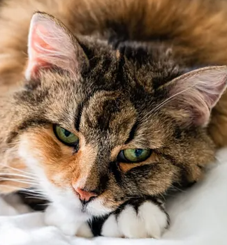 고양이 나이가 들면 어떻게 변하는가..