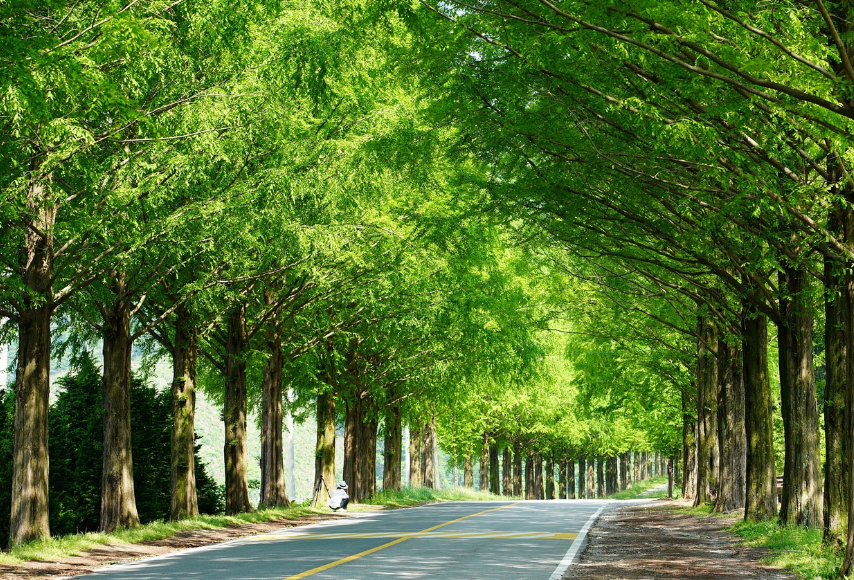 메타세쿼이아 가로수길 사진