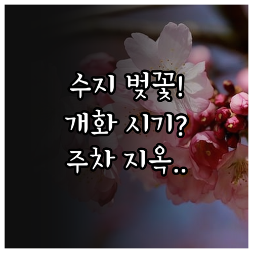 2026년 용인 수지구 벚꽃 개화 예..