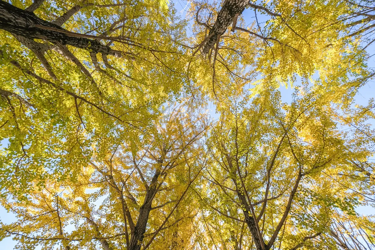 은행나무 드라이브 코스 가을 단풍 곡교천 은행나무길