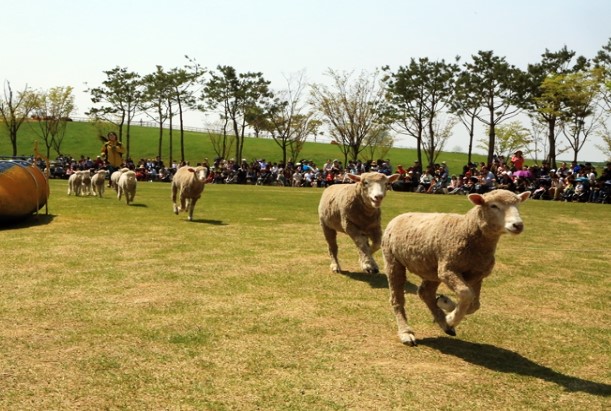 안성팜랜드(13)