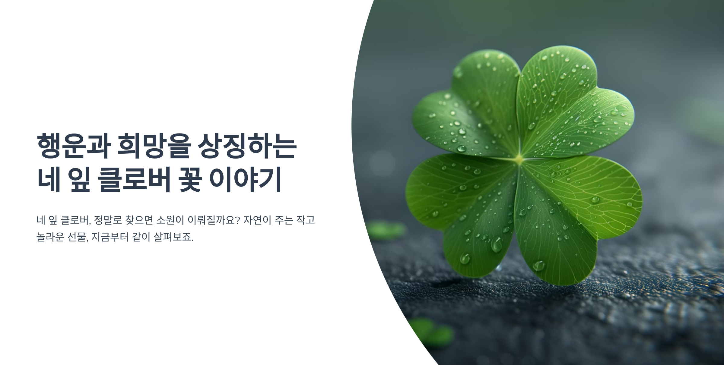 네잎클로버