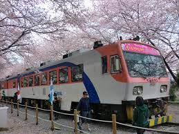 진해군항제 바가지 요금 대책