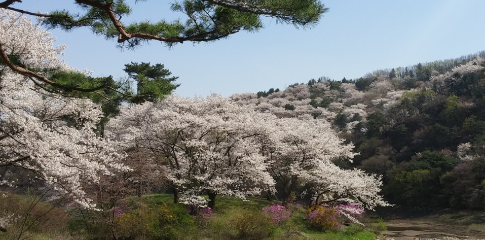에버랜드 벚꽃 사진