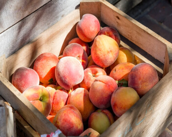 조치원 복숭아 축제_5