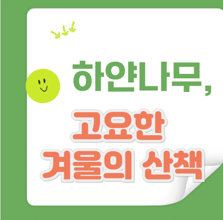 인제 자작나무숲 &mdash; 겨울 속 고요함을 걷다