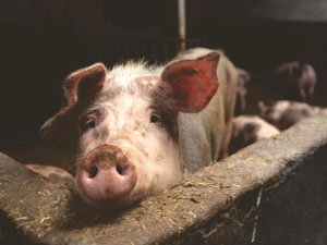 할랄푸드 - 돼지고기 금지