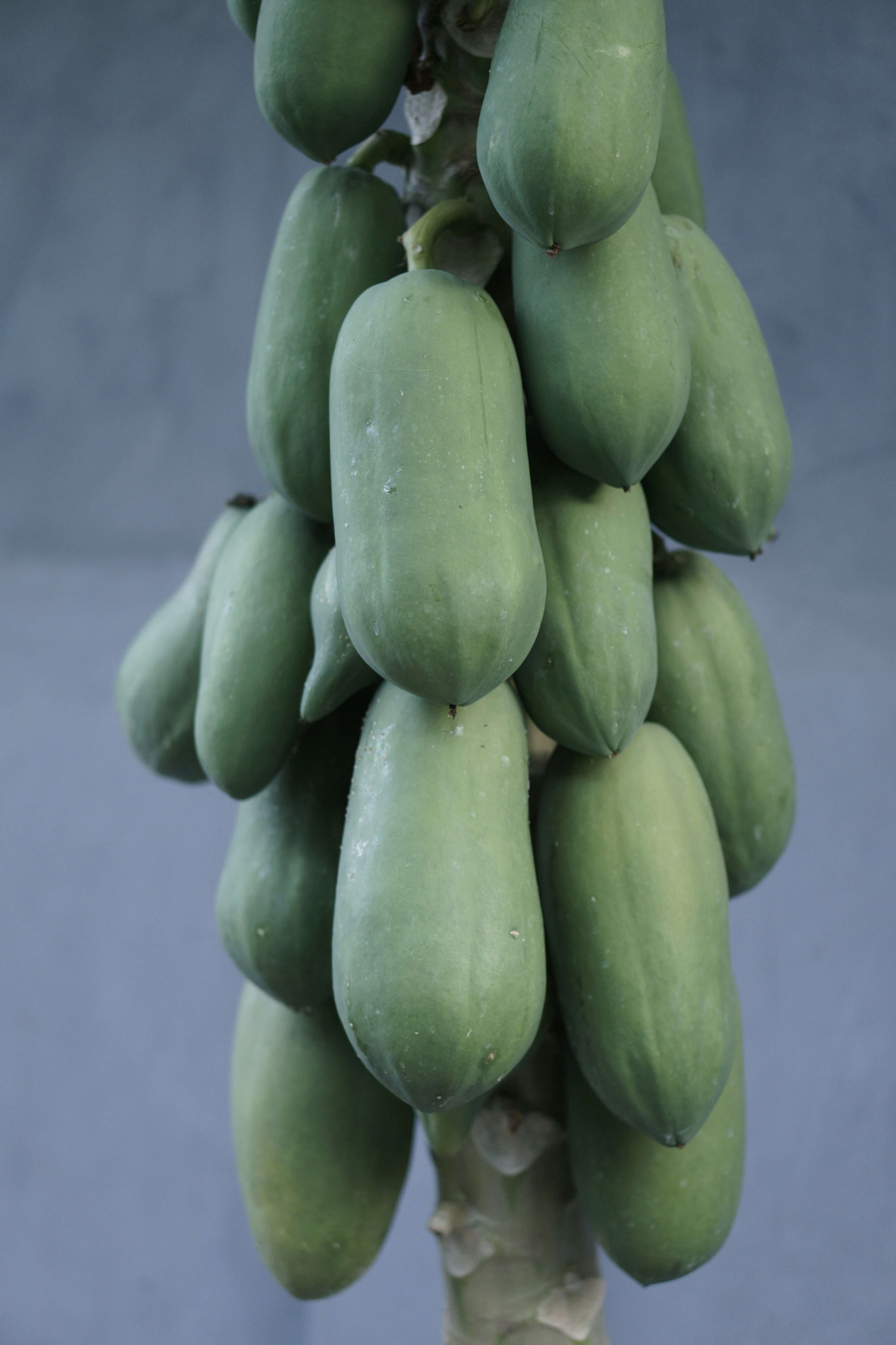 파로효소의 효능과 복용 방법 및 제품 선택 방법