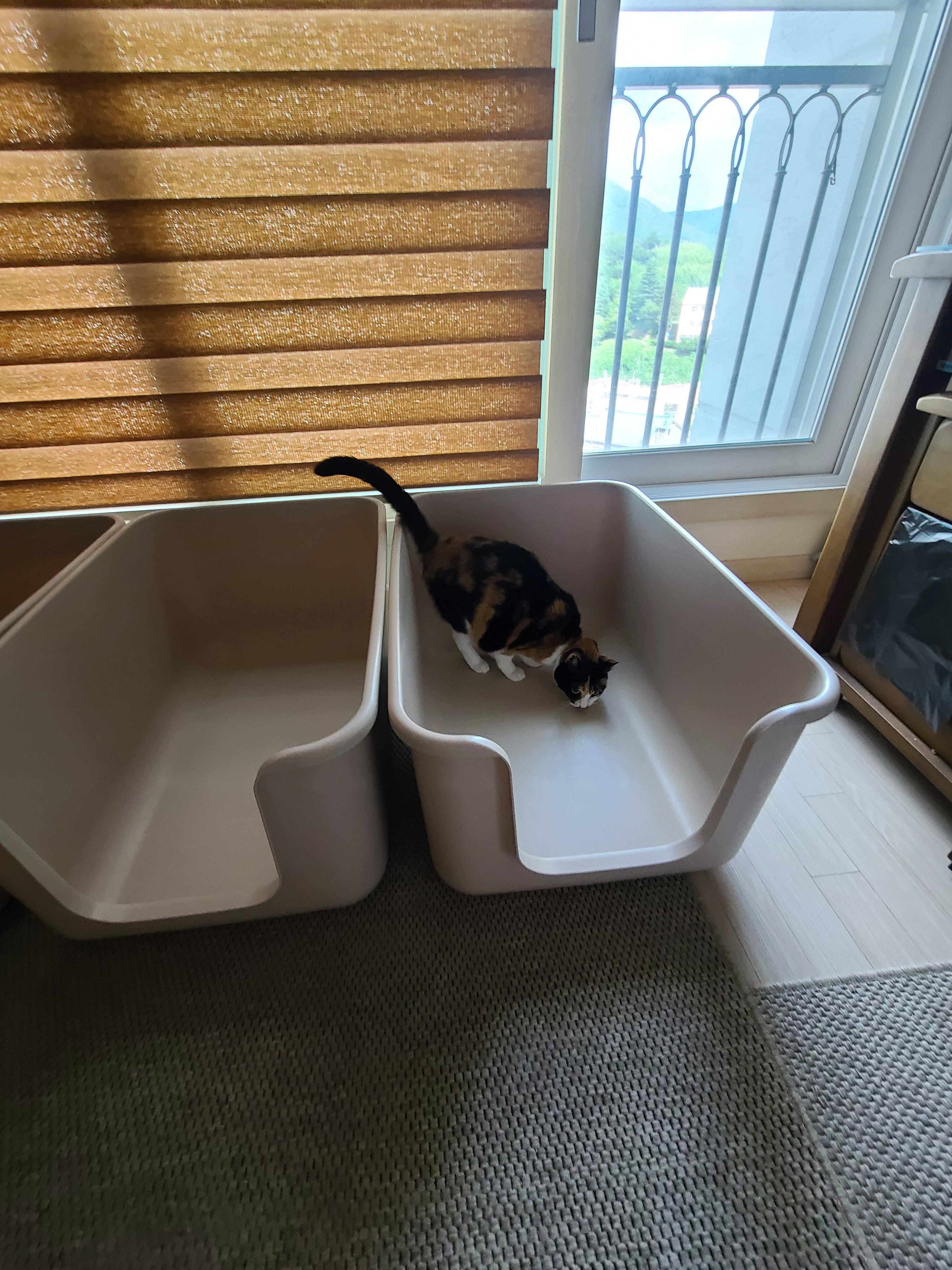 때가 되었다! 아이들 화장실 모래 전체갈이 한날.