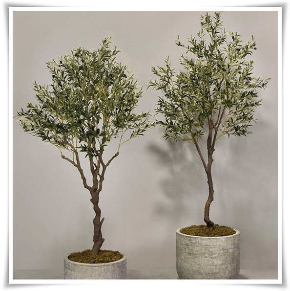 "올리브나무 키우기" 집에서 즐기는 지중해의 향기 정원!