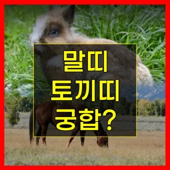 말띠 남녀 궁합 궁합표로 보는 결혼운 사랑운 종합 분석_19
