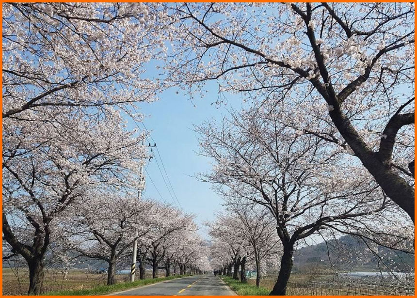 2025년 충남 보령시 주산벚꽃로 개화 시기 및 가는 방법