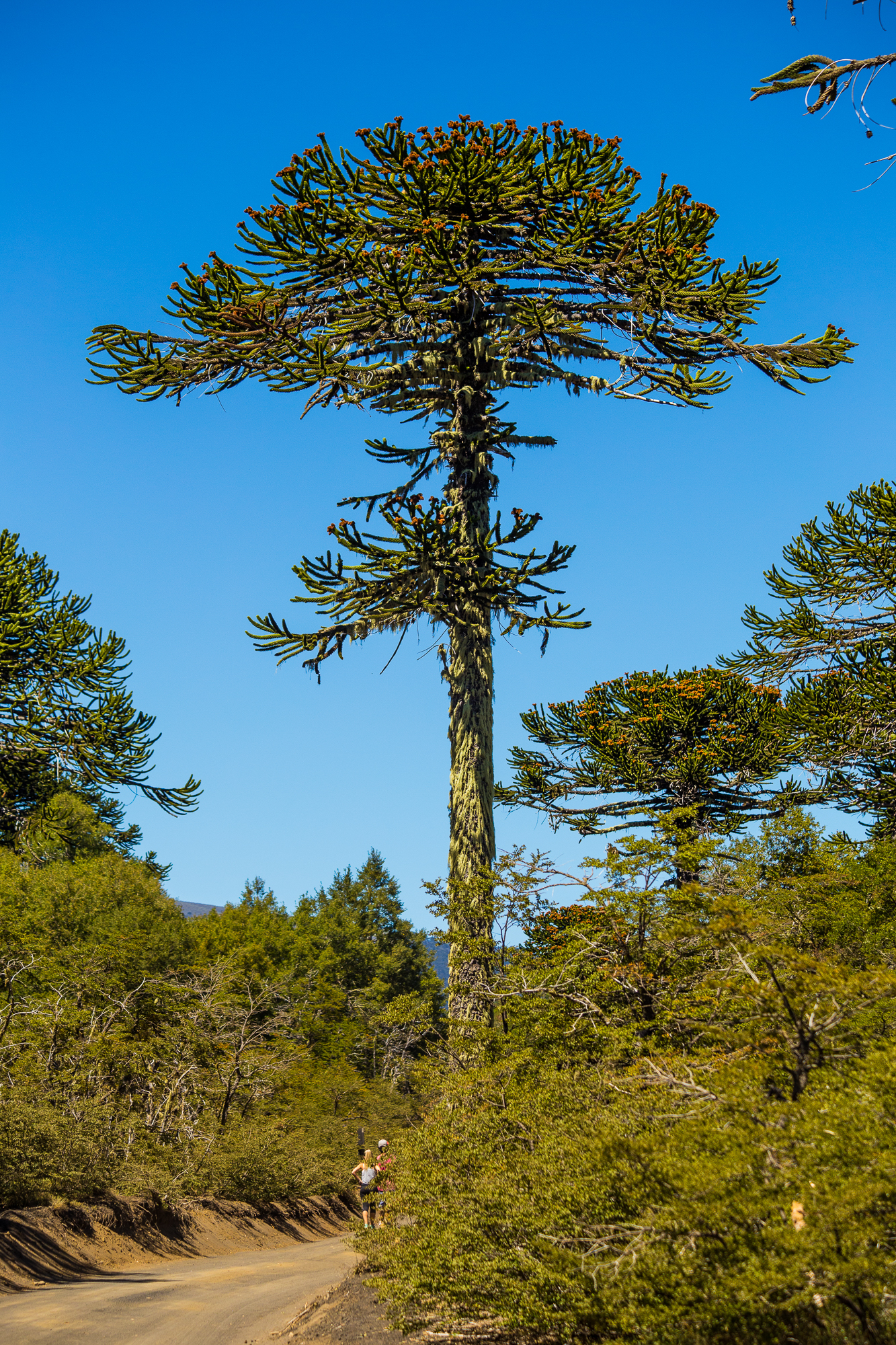 [식물 백과] 칠레소나무 Monkey Puzzle Tree - Araucaria araucana