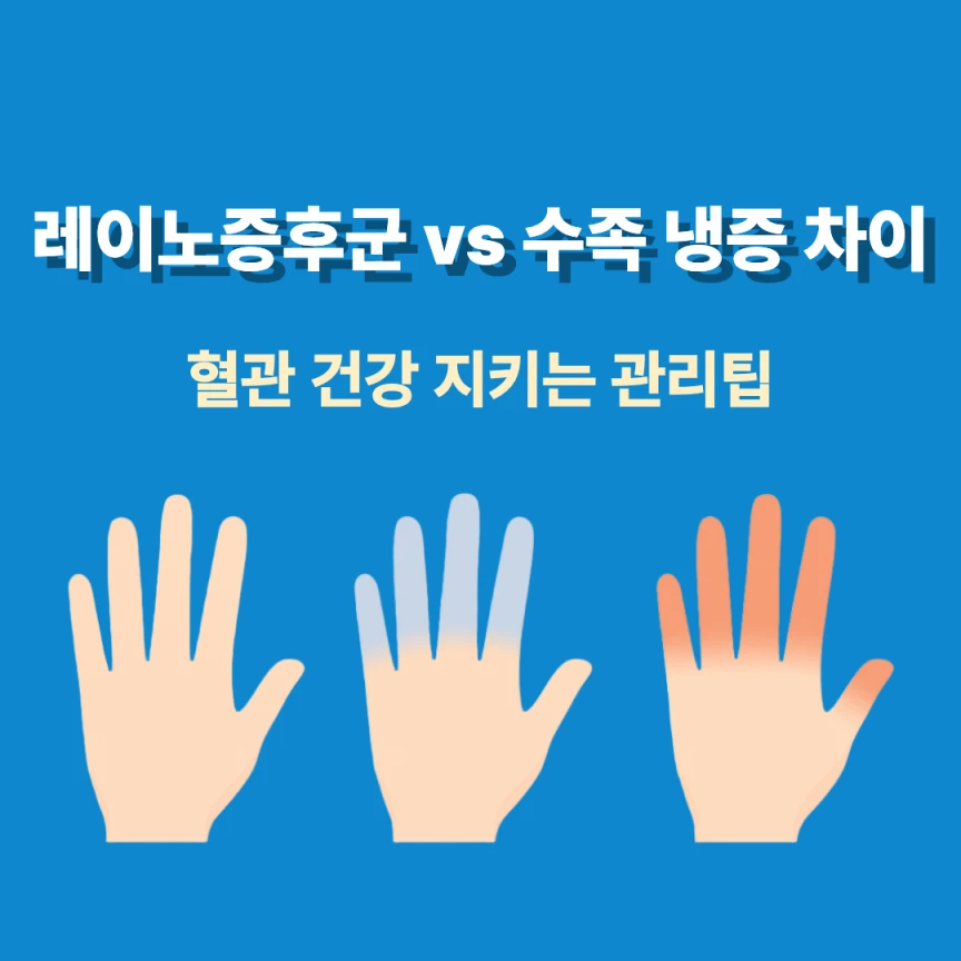 레이노증후군 vs 수족 냉증 차이｜혈관 건강 지키는 관리팁