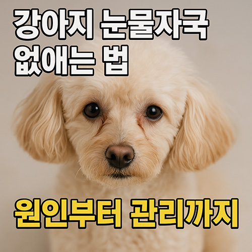 강아지-눈물자국-없애는-법