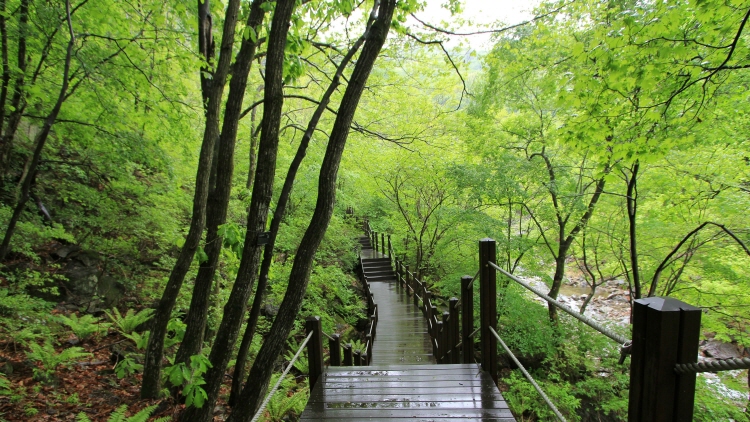 강씨봉 자연휴양림