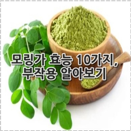 모링가 효능 10가지, 부작용 정리