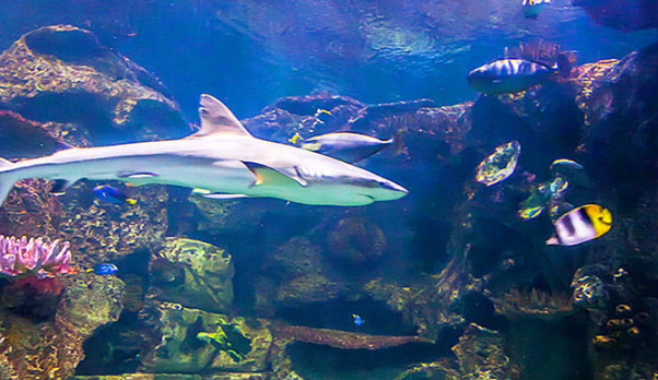 샤크 리프 아쿠아리움 티켓 사기