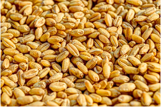 카무트 효소 내돈내산 후기