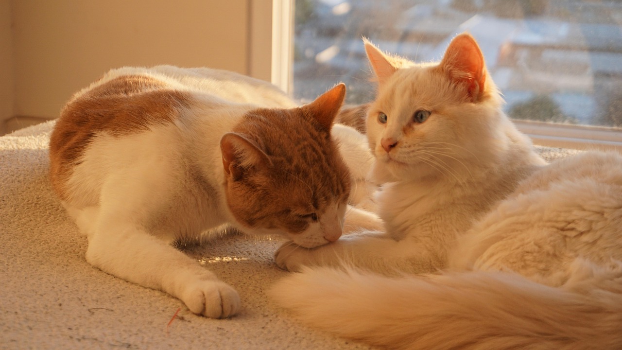 사이 좋은 고양이 커플